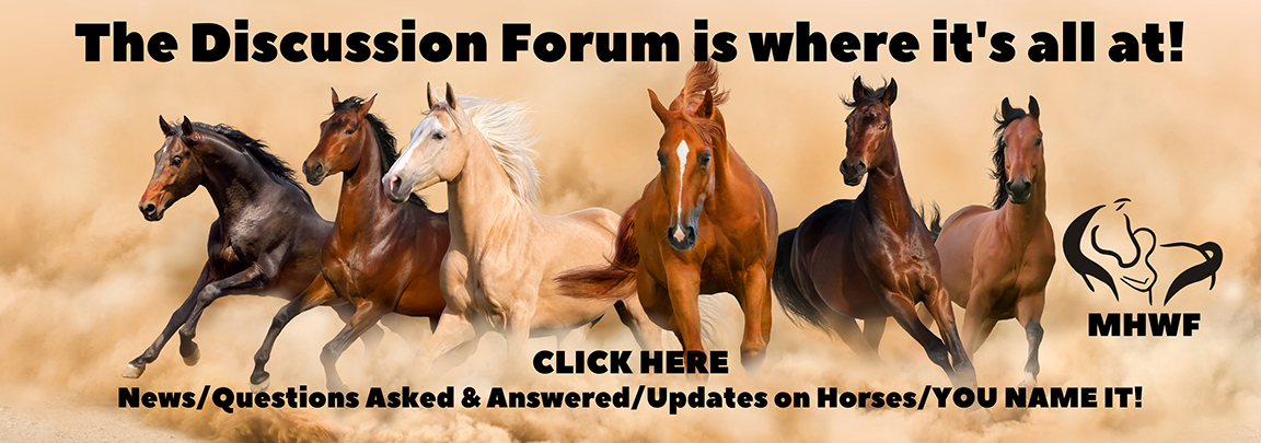 News  Wild Horse Fdn